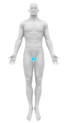 Male body front groin